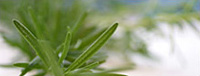 Rosemary Health