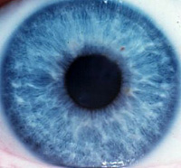 Eye