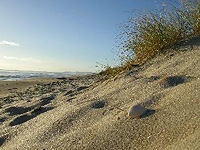 Papamoa Dune