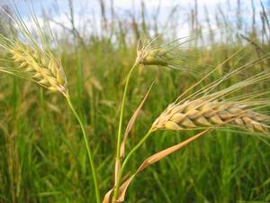 Barley in Field