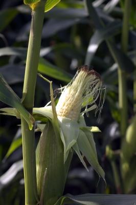 Organic Corn on the cob Simin Howden
