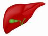 Liver Gallbladder Graphic